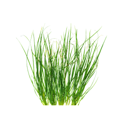 Grass Bush