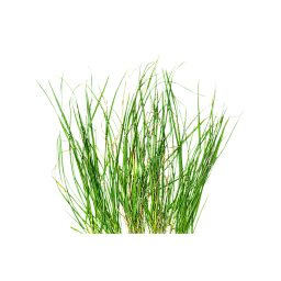 Куст зеленой травы