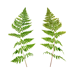 Зеленые листья папоротника
