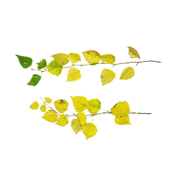 Yellowed Leaves on a Branch