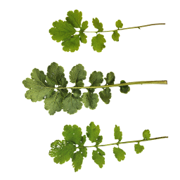 Jeunes feuilles de chélidonium