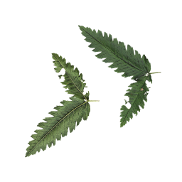 Мелкий лист травы