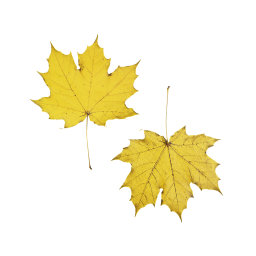 Желтый кленовый лист дерева