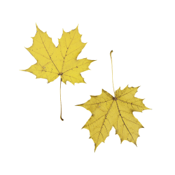 Желтые листья Платана
