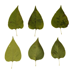 Verschiedene Blätter von Flieder