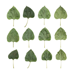 Листья подсолнечника