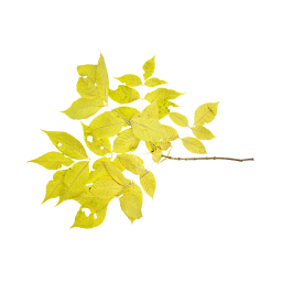 Branche jaune d'érable à feuilles de frêne