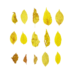 Escheblättrige Ahornblätter