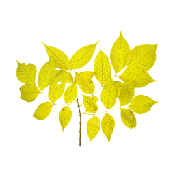 Желтая ветка клёна ясенелистного