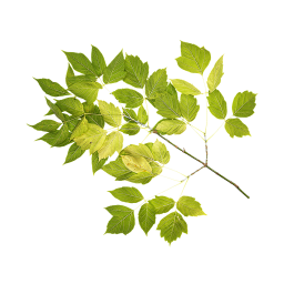 Branche d'érable à feuilles de frêne