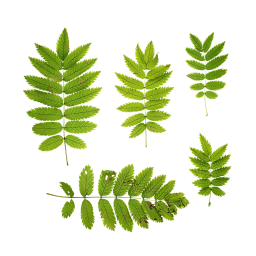 Зеленые листья Рябины