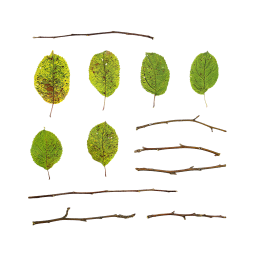 Branches et feuilles d'un pommier