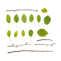 Branches et feuilles d'un pommier