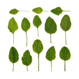 Зеленые листья подорожника