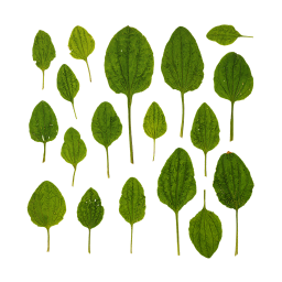 Jeunes feuilles de plantain
