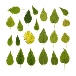 Différentes feuilles d'ortie