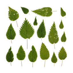 Зеленые листья крапивы
