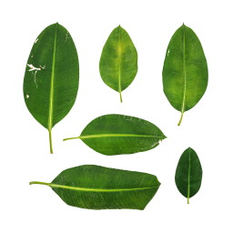 Зеленые листья Фикуса