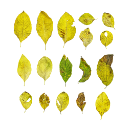 Blätter der Ascheweide