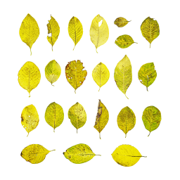 Ash Willow Leaves