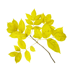 Érable à feuilles de frêne