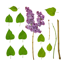 Feuilles et branches de lilas