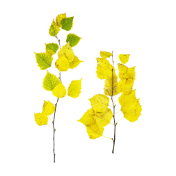 Branches de bouleau jaune