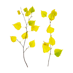 Branches de bouleau jaune