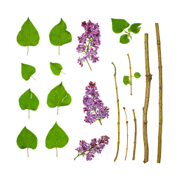 Tiges et feuilles de lilas