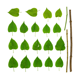 Lila Blätter