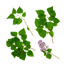 Lila Blätter und Blüten