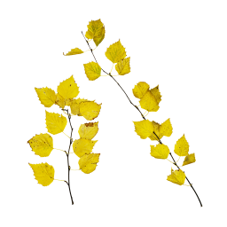 Желтые березовые ветки