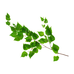 Branche de bouleau vert