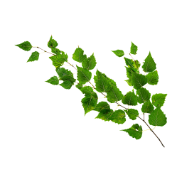 Branche de bouleau vert