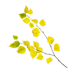 Branche de bouleau jaune