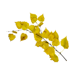 Branche de bouleau jaune