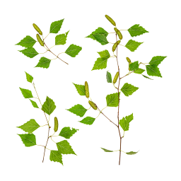 Branches de bouleau vert