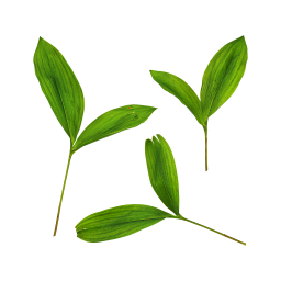 Grüne Blätter einer Pflanze
