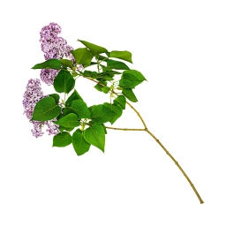 Branche de lilas