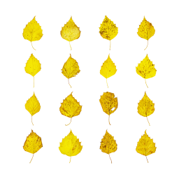 Yellow Birch Leaves