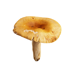 Yellow Wild Mushroom