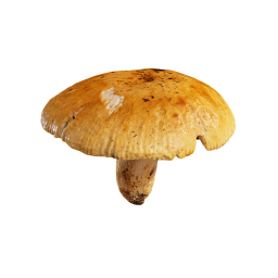 Pilz mit großer Kappe