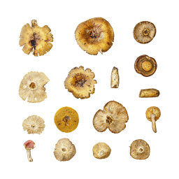 Dry Withered Mushrooms