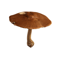 Коричневый лесной гриб