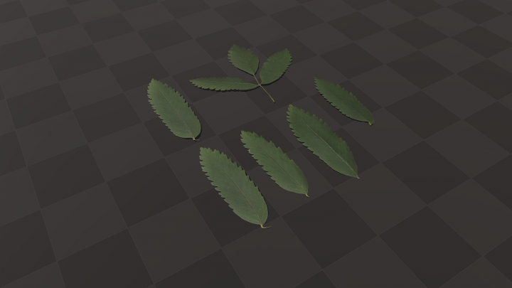 Différentes feuilles du buisson