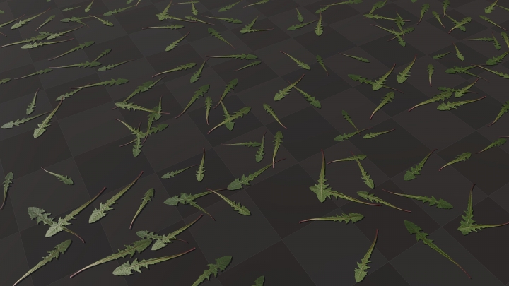 Longues feuilles de pissenlit