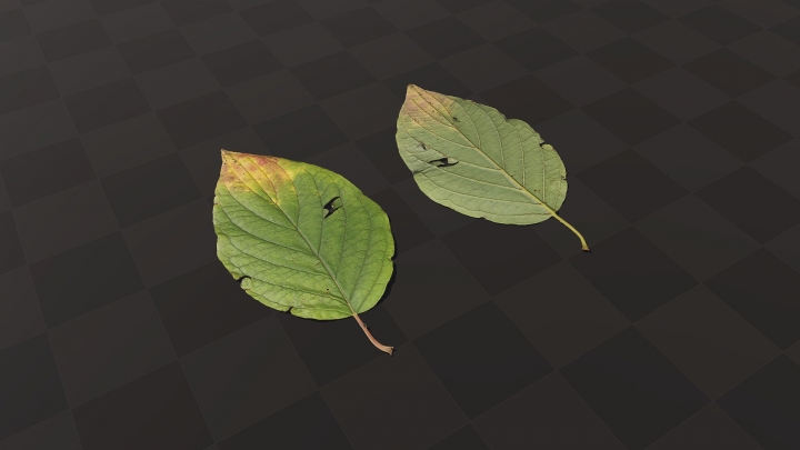 Beschädigtes Herbstblatt