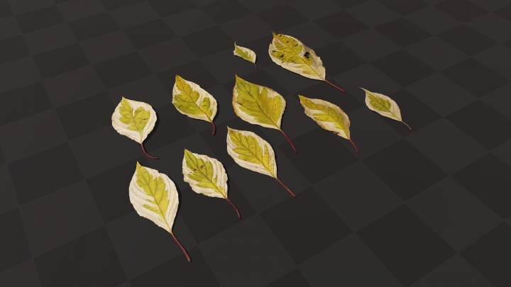 Verschiedene Blätter von Elegantissima