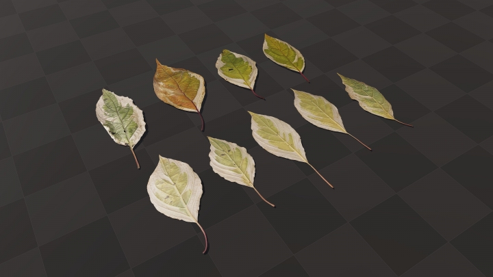 Светлые листья Элегантиссимы
