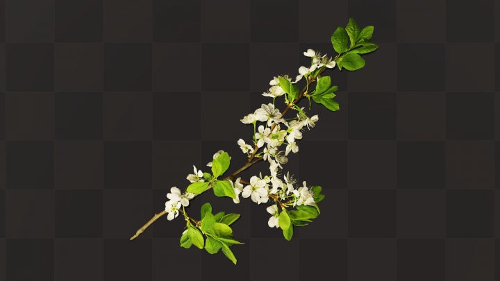 Branche de fleurs blanches